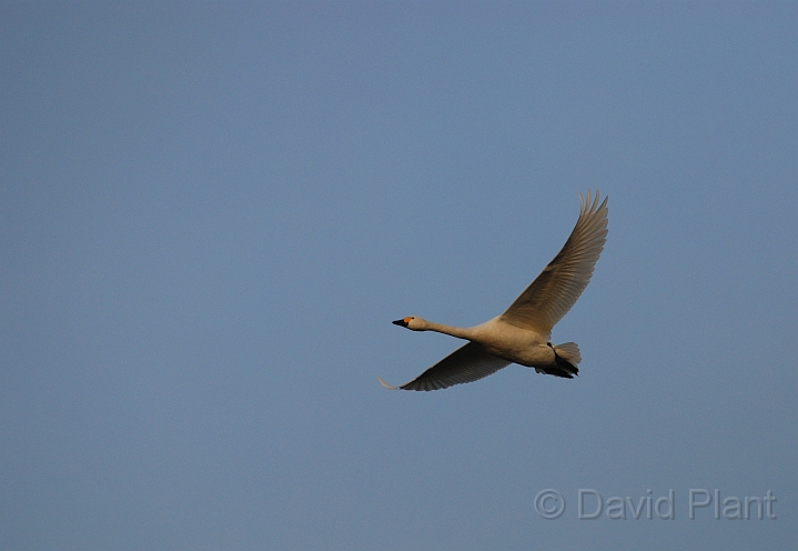 Bewick's swan flying - I.jpg - Bewick's swan in flight at dusk - Slimbridge